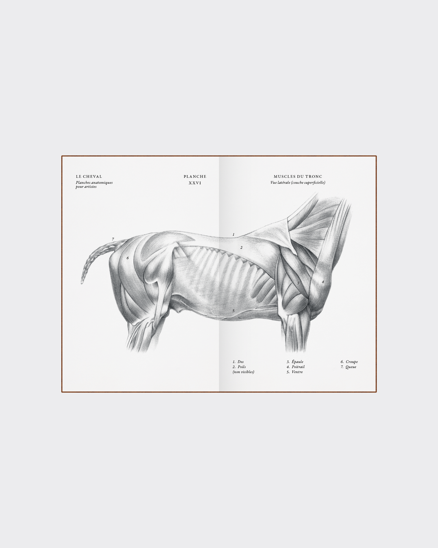 Horse anatomy illustration collectible art book