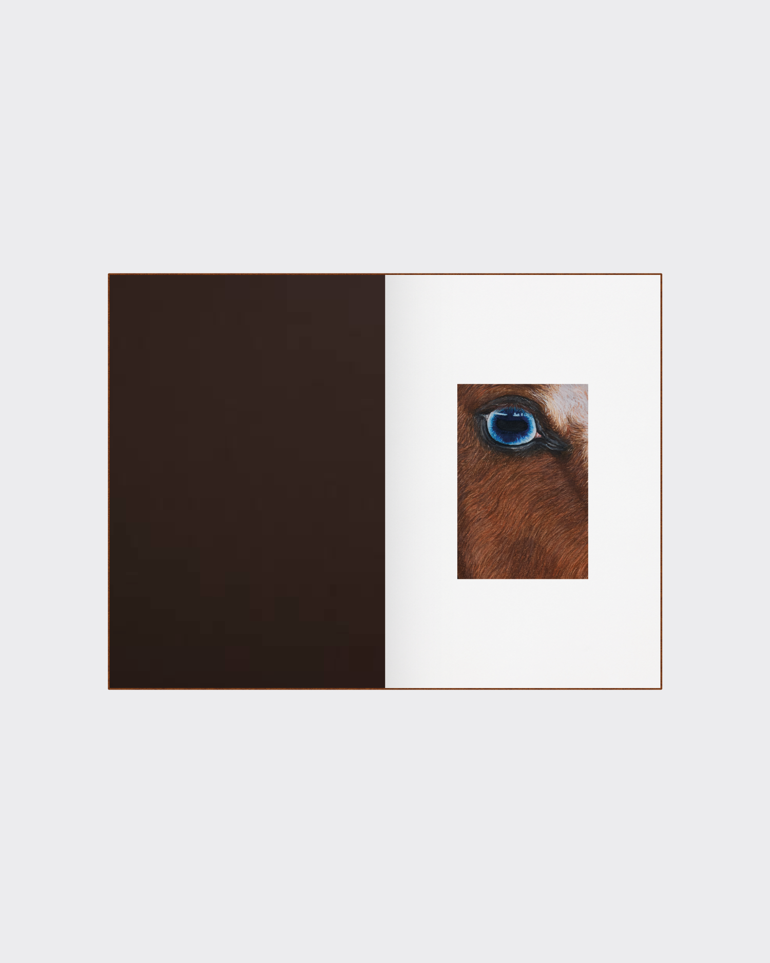 Horse anatomy illustration collectible art book