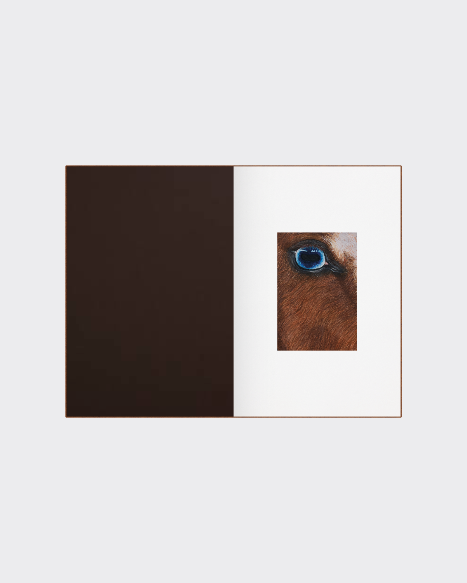 Horse anatomy illustration collectible art book