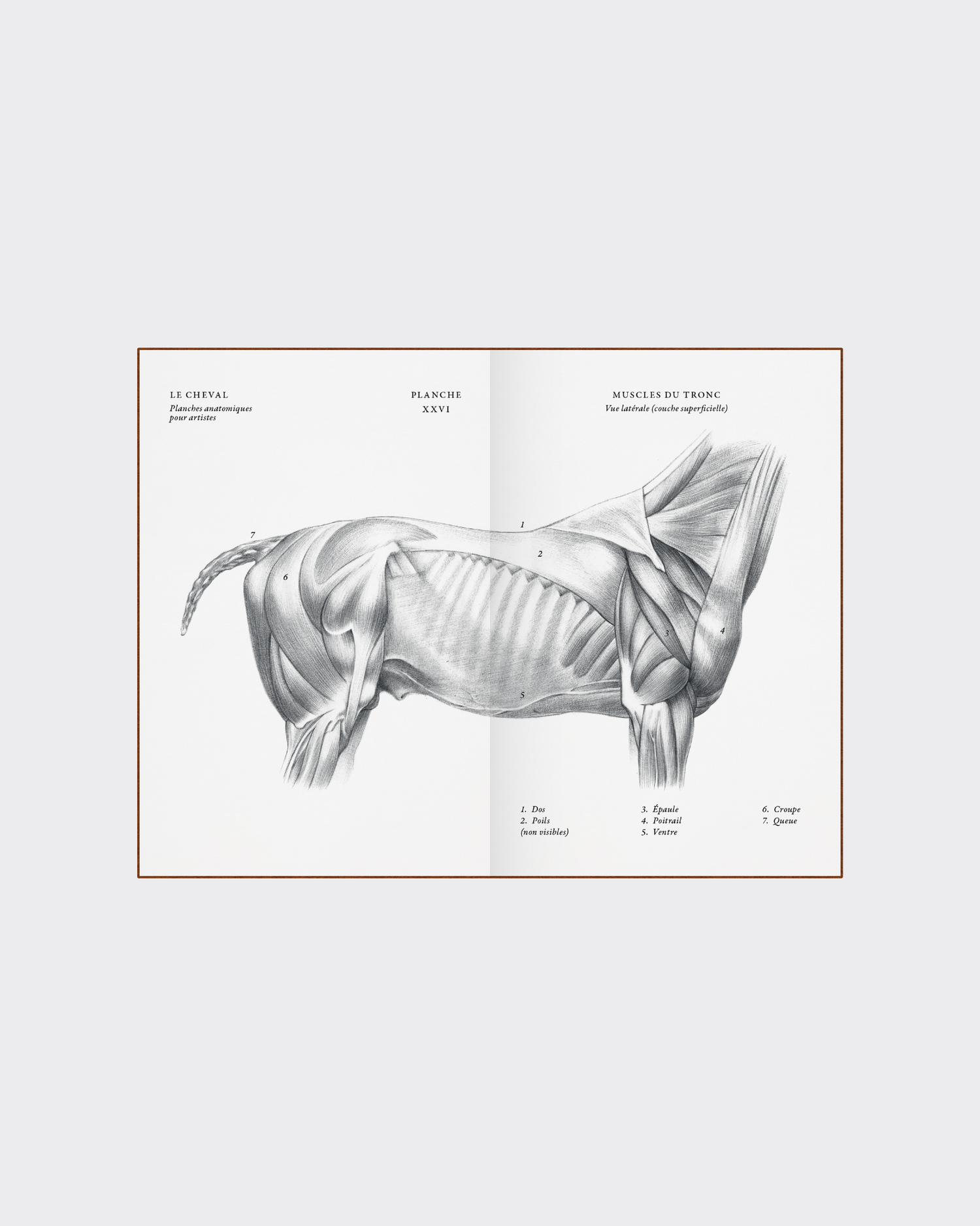 Horse anatomy illustration collectible art book