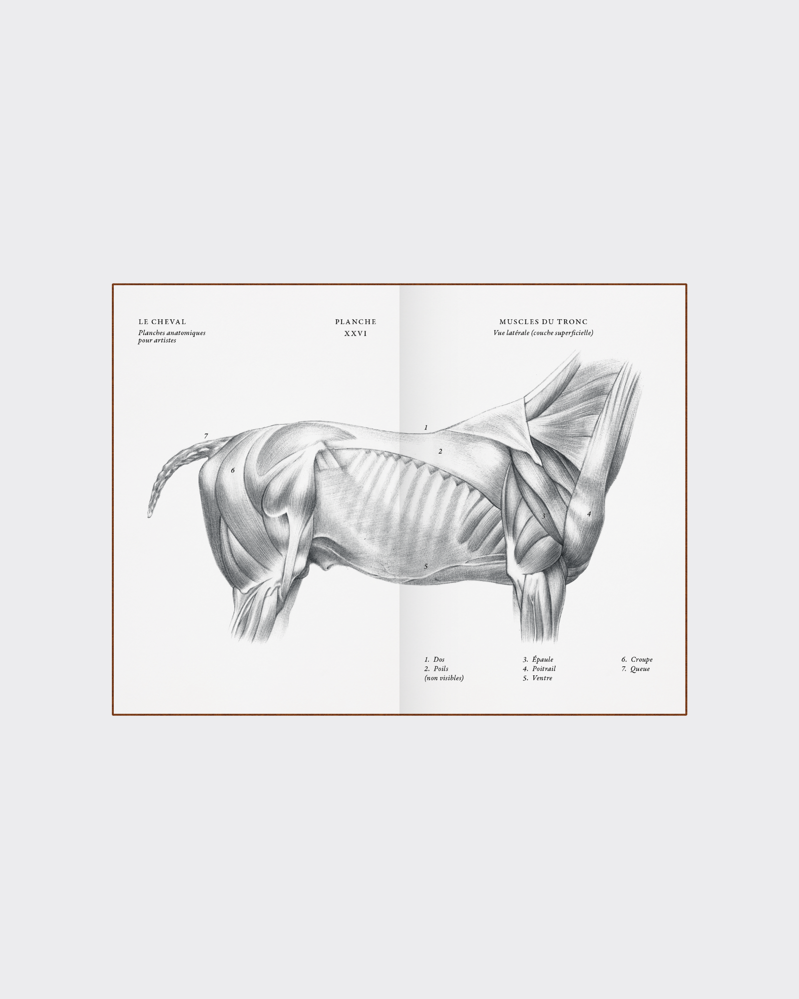 Horse anatomy illustration collectible art book